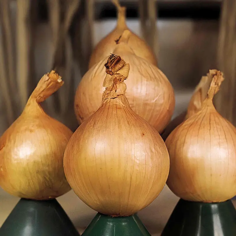 'Ailsa Craig' Onion Seeds – Large, Mild-Flavored Bulb Type 1