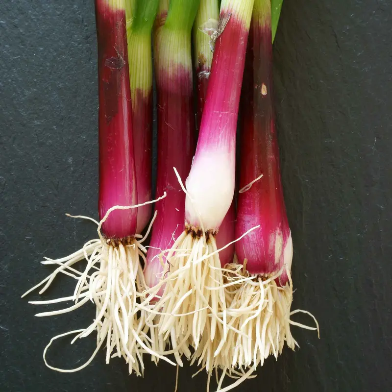 Apache Spring Onion Seeds – Fast-Growing, Rust-Resistant Bunching Type 1