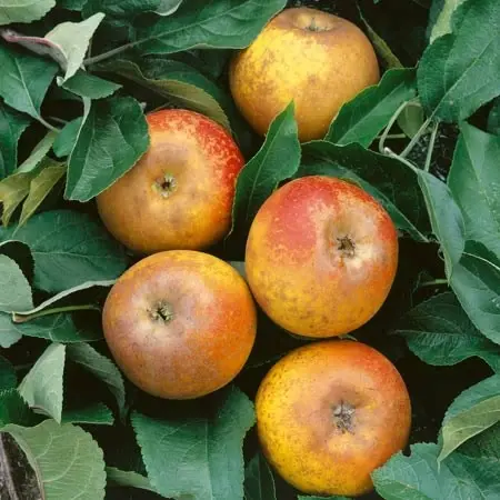Apple 'Egremont Russet' – Classic Nutty-Flavoured Heritage Variety 1