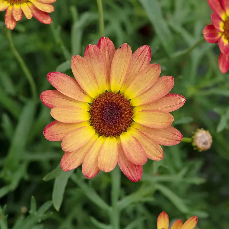 Argyranthemum Grandaisy Orange Yellow Halo Variety 1