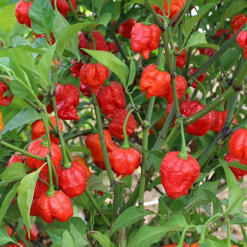 Armageddon Chilli Pepper Seeds 1