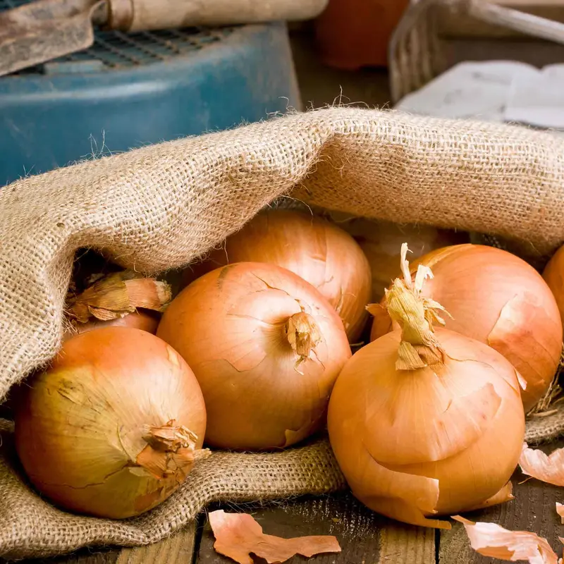 'Autumn Champion' Onion Sets – Early-Maturing Fall Planting 1