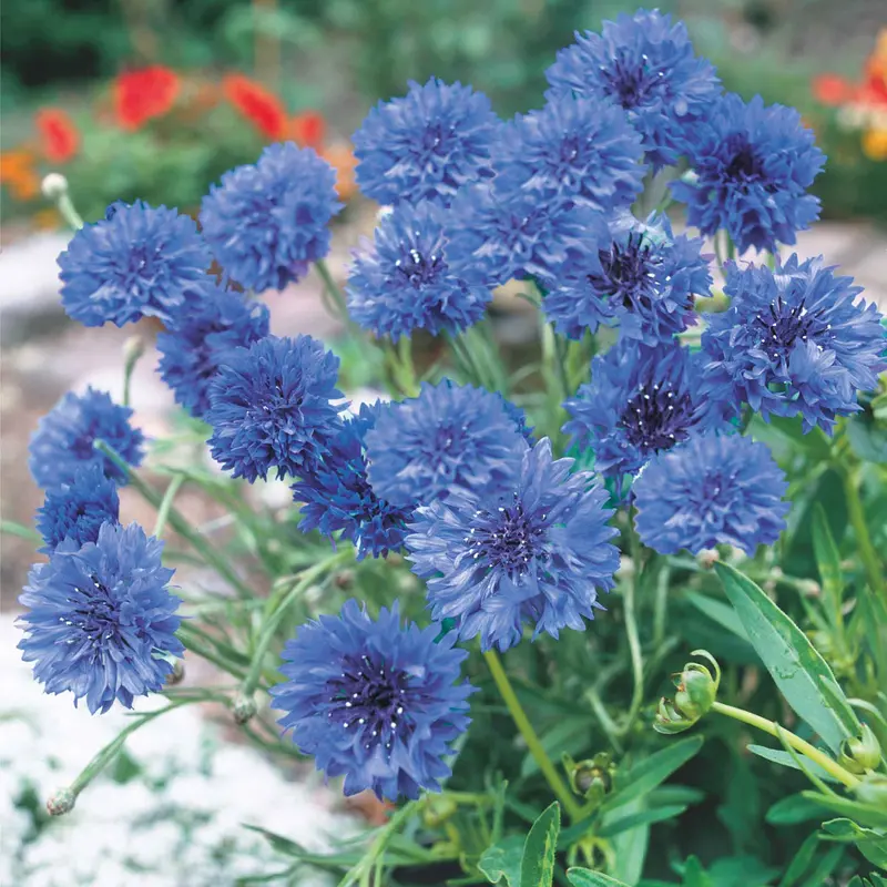 Blue Diadem Cornflower Seeds 1