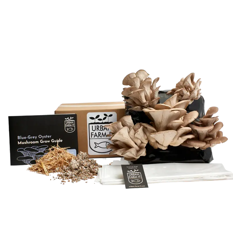 Blue Oyster Mushroom Grow Kit – Ready-To-Fruit Indoor Kit 1