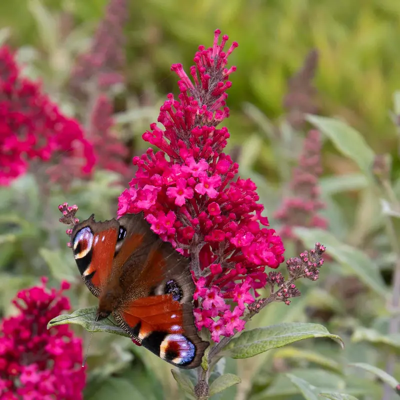 Buddleja 'Butterfly Candy Little Ruby' – Compact Butterfly Bush 1