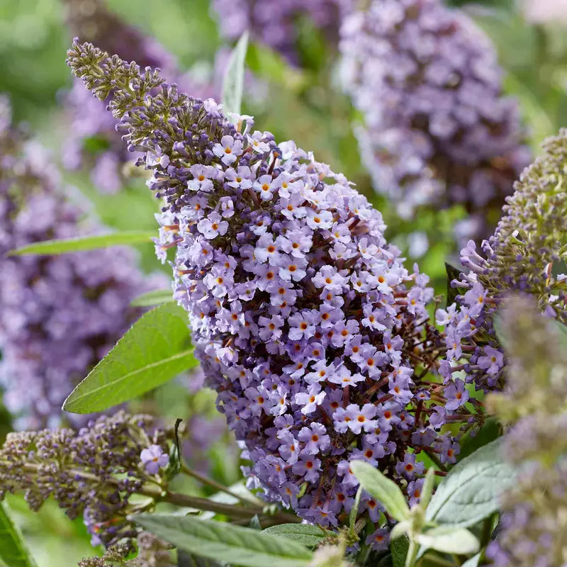 Buddleja 'Butterfly Candy Little Sweetheart' Compact Hybrid 1