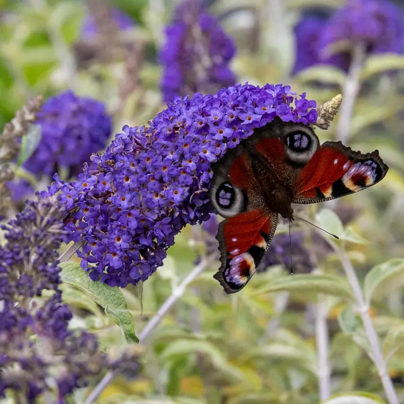 Buddleja Davidii 'Adonis Blue' Compact Butterfly Bush 1