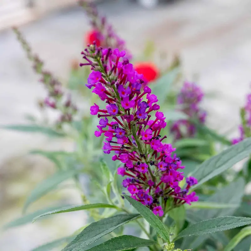Buddleja Davidii 'Butterfly Tower' Upright Butterfly Bush 1