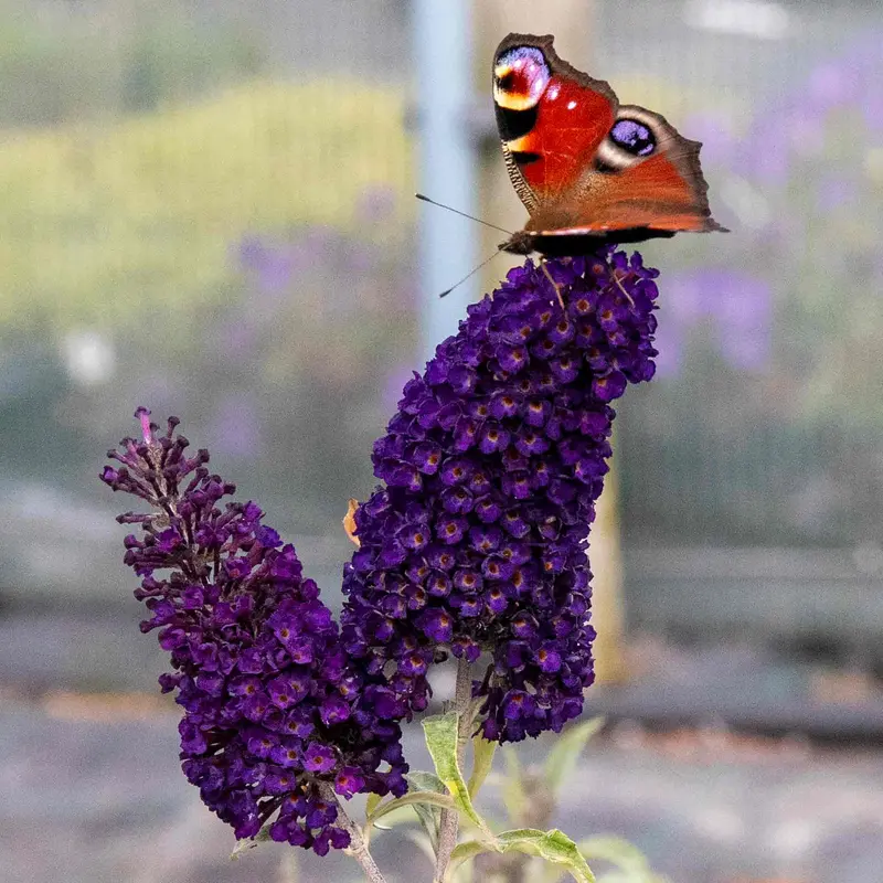 Butterfly Bush 'Black Knight' (Buddleja Davidii) 1