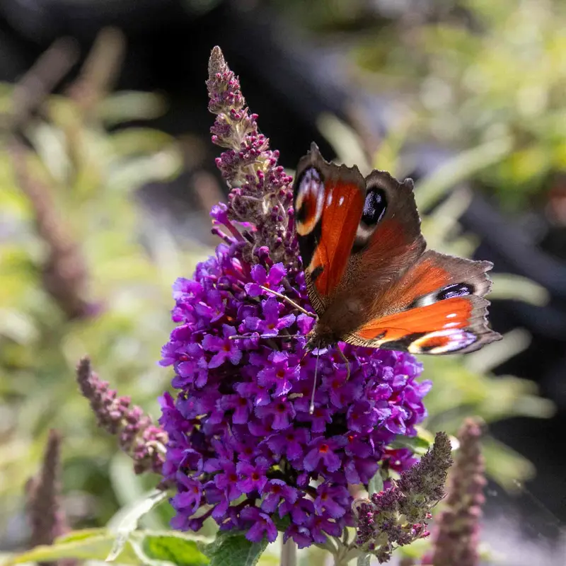 Butterfly Candy Little Purple Buddleja 1