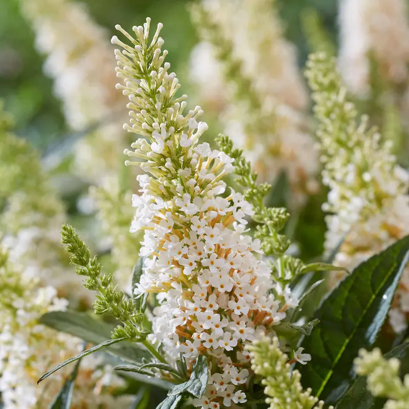 Butterfly Candy Little White Buddleja 1