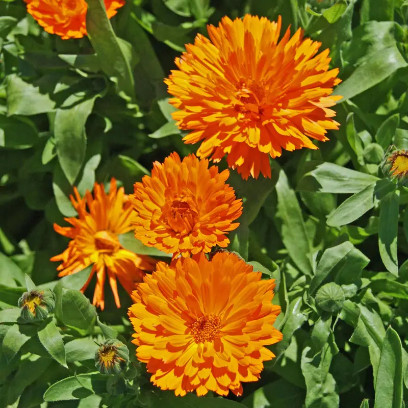 Candyman Orange Calendula Seeds 1