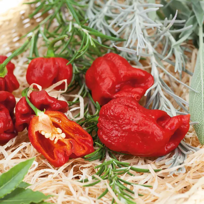 Carolina Reaper Chilli – World’S Hottest Certified Pepper 1