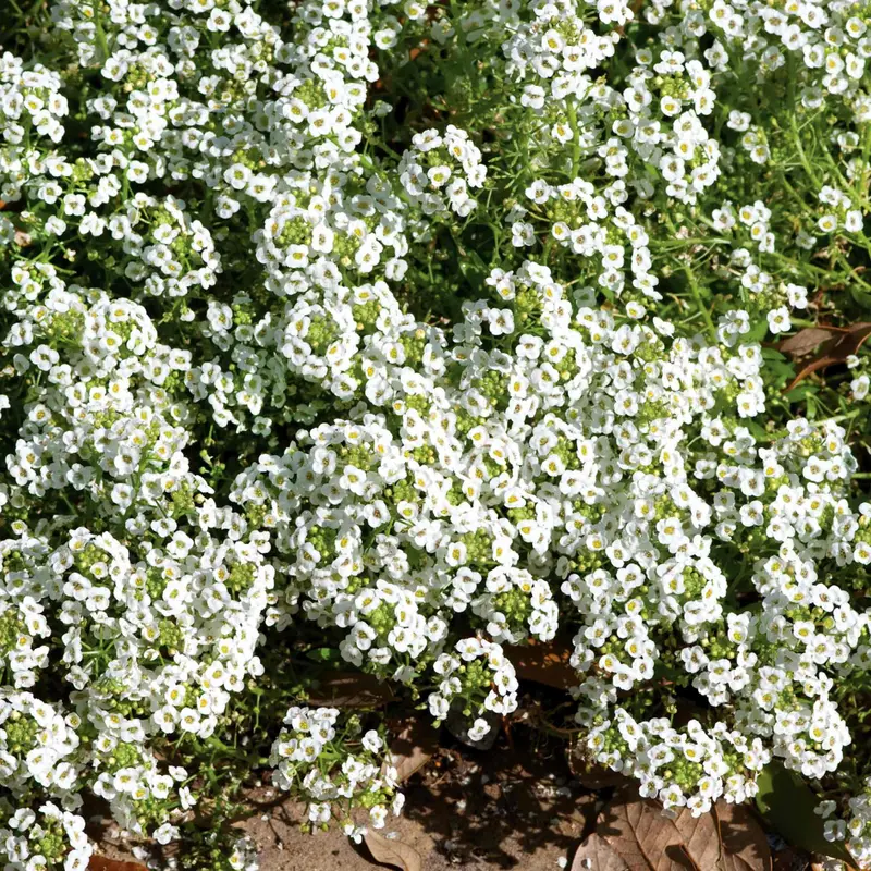 Carpet Of Snow Alyssum Flower Seeds 1