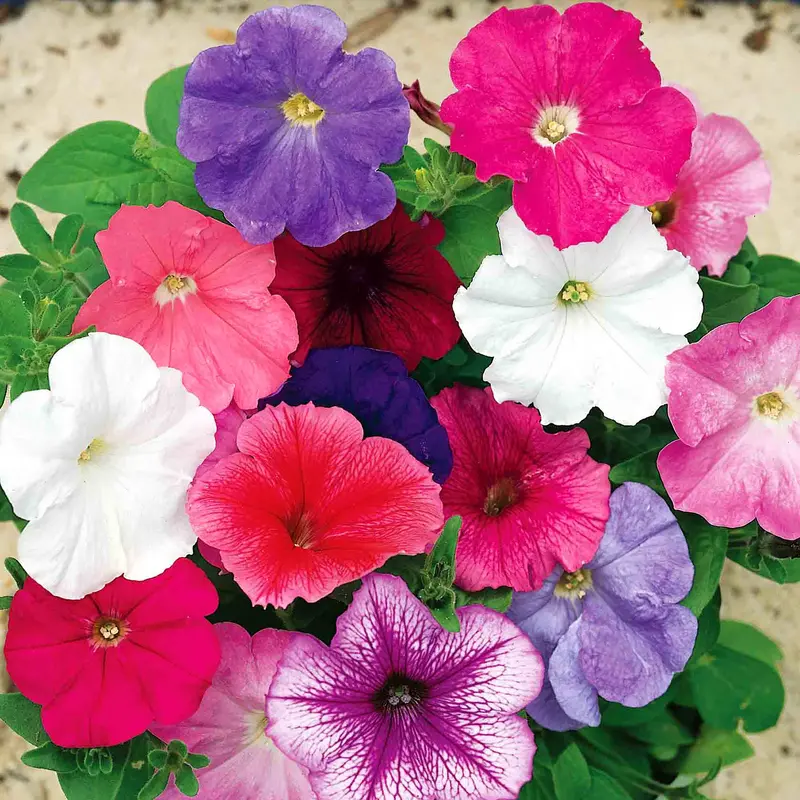 Celebrity Mix Petunia Seeds – Weather-Resistant Large-Flowered Blend 1