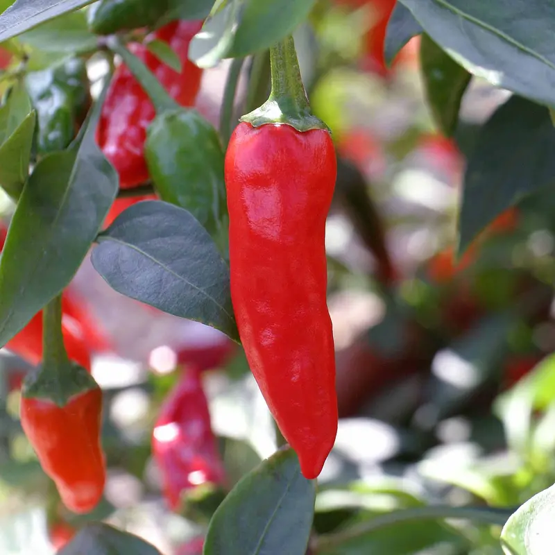 Chilli Apache Early Maturing Hot Cultivar 1