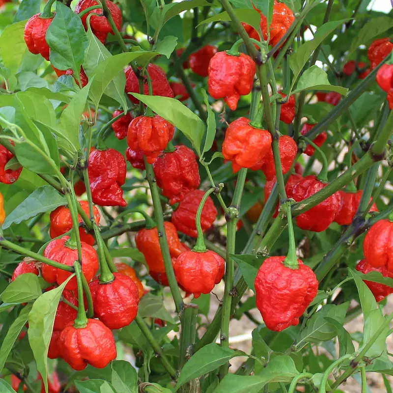Chilli Armageddon High-Heat Capsicum 1