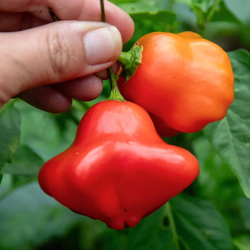 Chilli Bishop'S Crown Heirloom Sweet Pepper Type 1