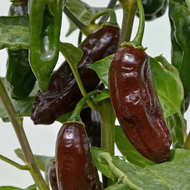Chilli Machu Pichu Compact Hot Variety 1