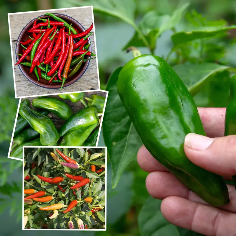 Chilli Plant Collection Ideal For Balcony Gardening 1