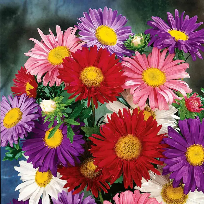 China Mix Aster Flower Seeds 1