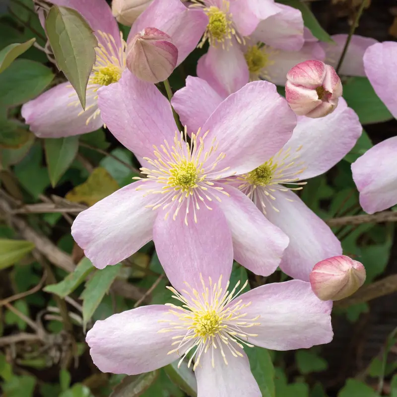 Clematis 'Rubens' – Rich Crimson Double-Flowered Climber 1