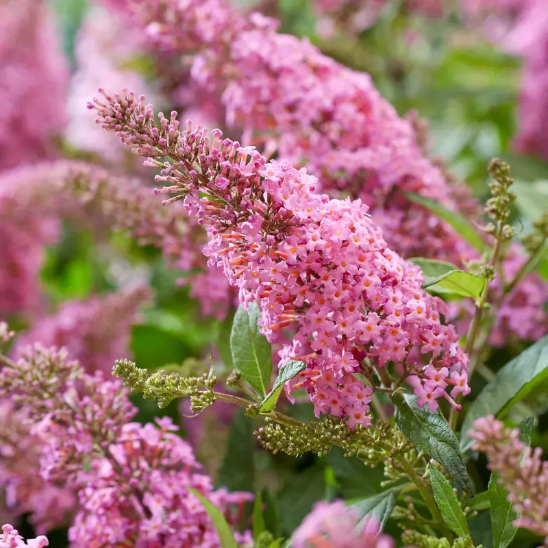 Compact Butterfly Bush 'Little Pink' (Buddleja) 1