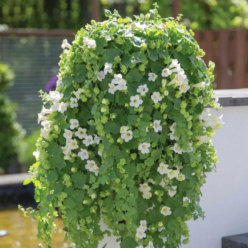 Compact White Lofos Dwarf Shrubs 1