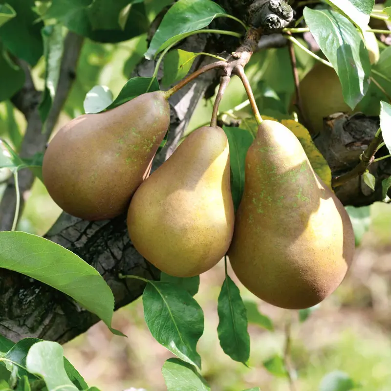 Conference Patio Pear Tree – Upright Compact Growth 1