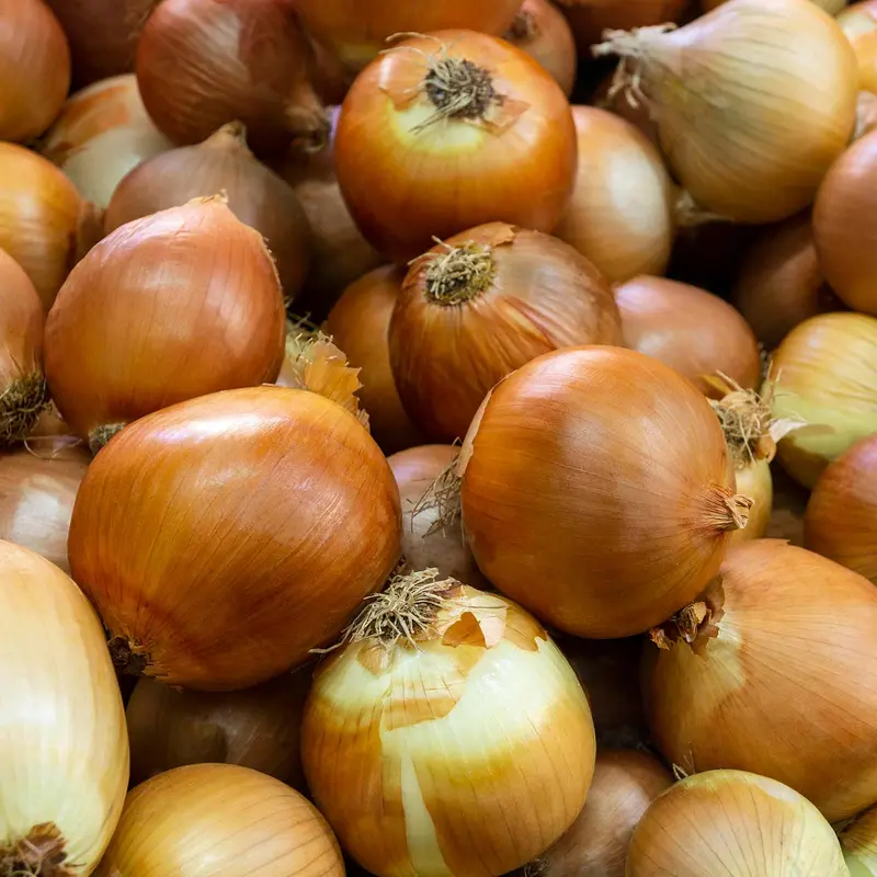 'Corrado' Onion Sets – Spring-Planting Heat-Prepared Bulbs 1