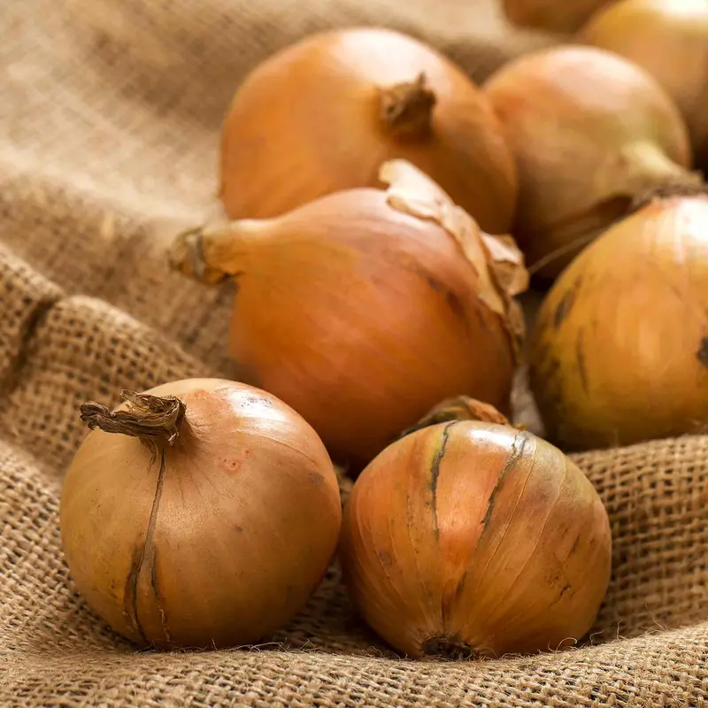 'Crusado' Onion Sets – Spring-Planting Variety 1