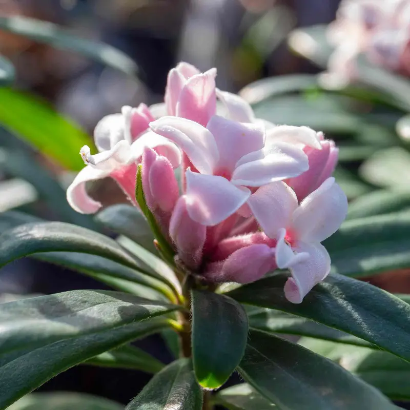 Daphne × Transatlantica 'Eternal Fragrance' – Long-Blooming Evergreen 1
