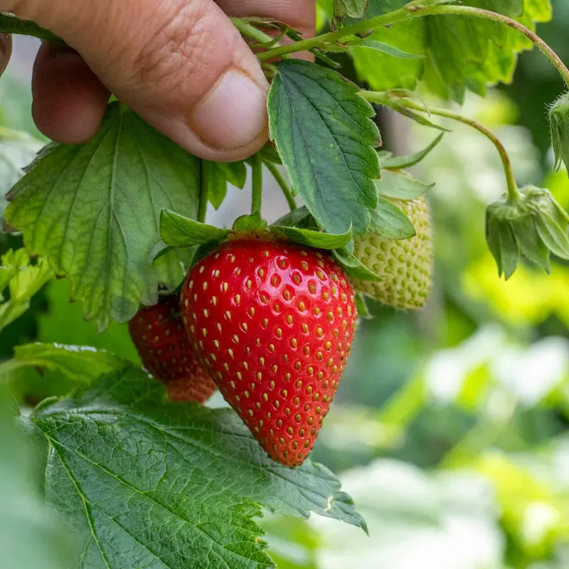 Delician Strawberry Seeds – High-Yield F1 Hybrid 1