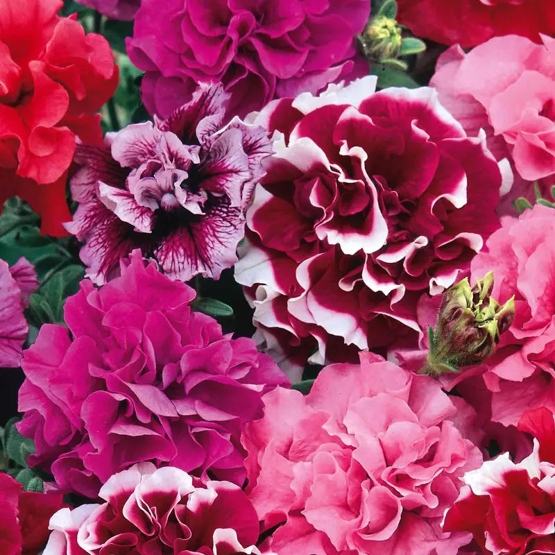 Duo Mix Petunia Seeds – Trailing Bicolor Garden Variety 1