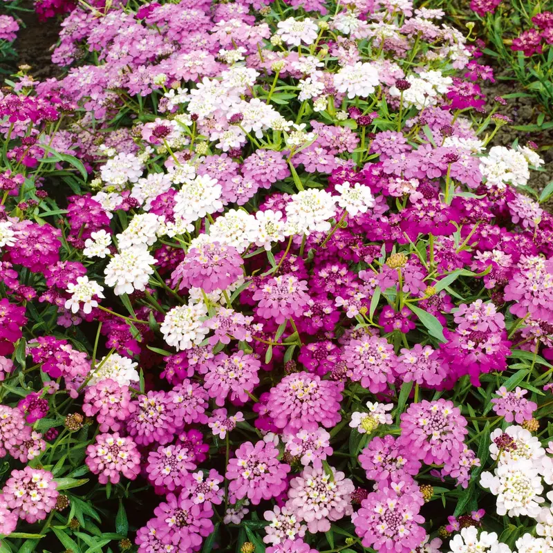 Dwarf Fairy Mix Candytuft Flower Seeds 1