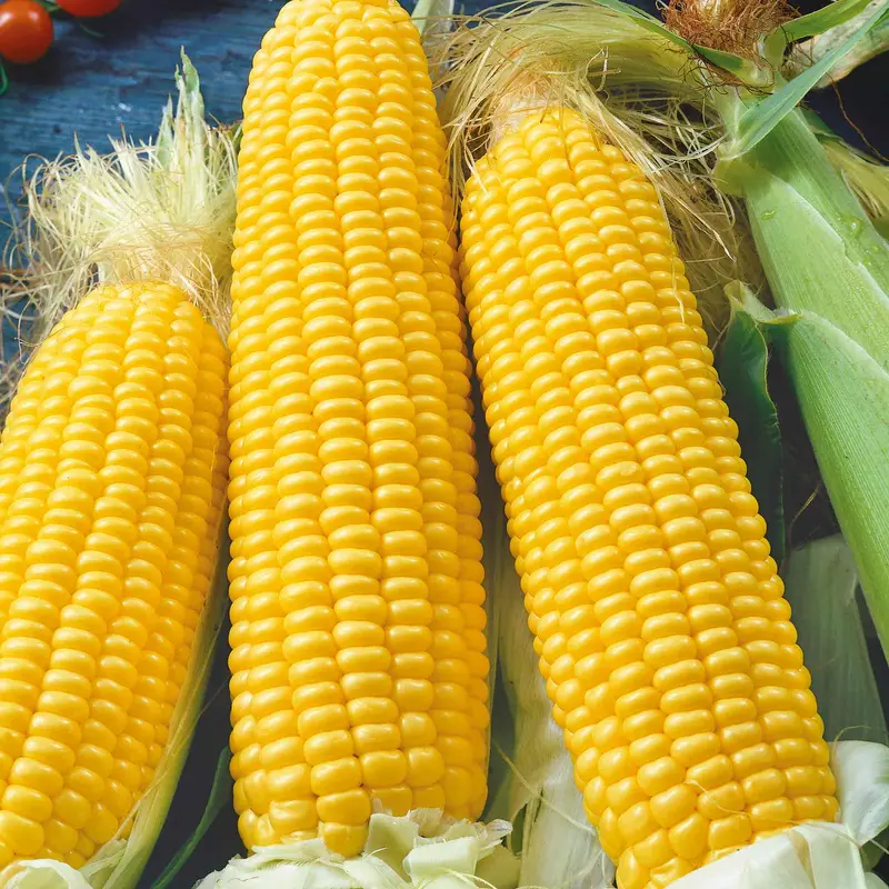 Earlibird Early Sweet Corn Seeds 1
