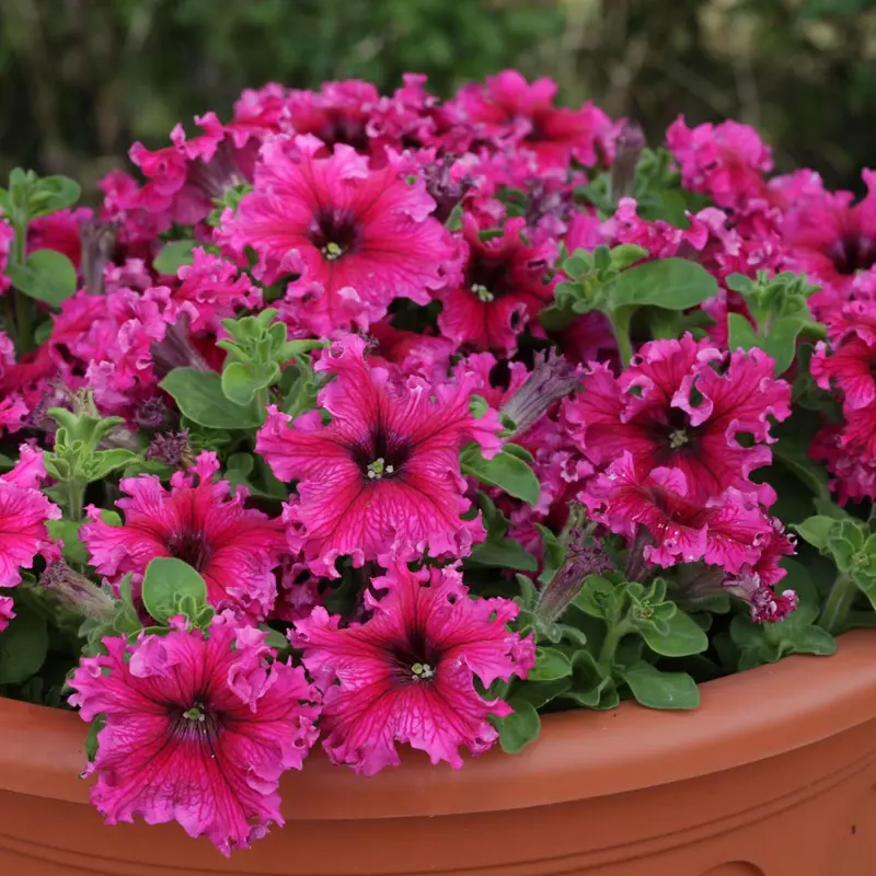 'Espresso Frappe Rose' Petunia Seeds – Cascading, Richly Coloured Hybrid 1