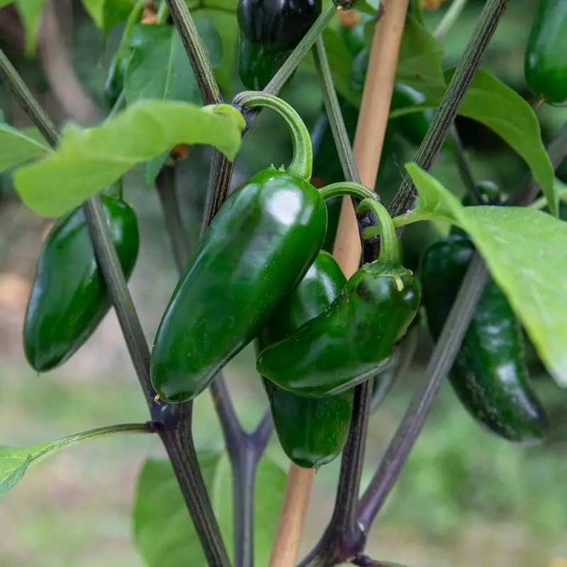 Giant Jalapeño Chilli Seeds 1