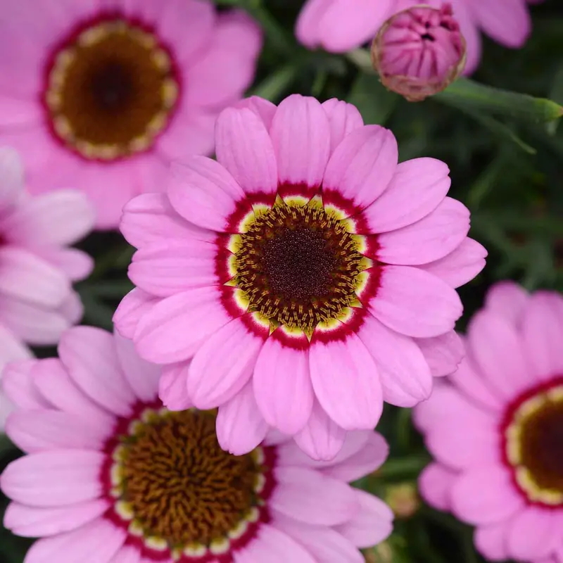 Grandaisy Pink Halo Argyranthemum Marguerite 1