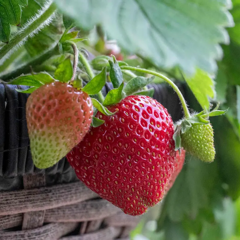 Grandian F1 Day-Neutral Strawberry Seeds 1