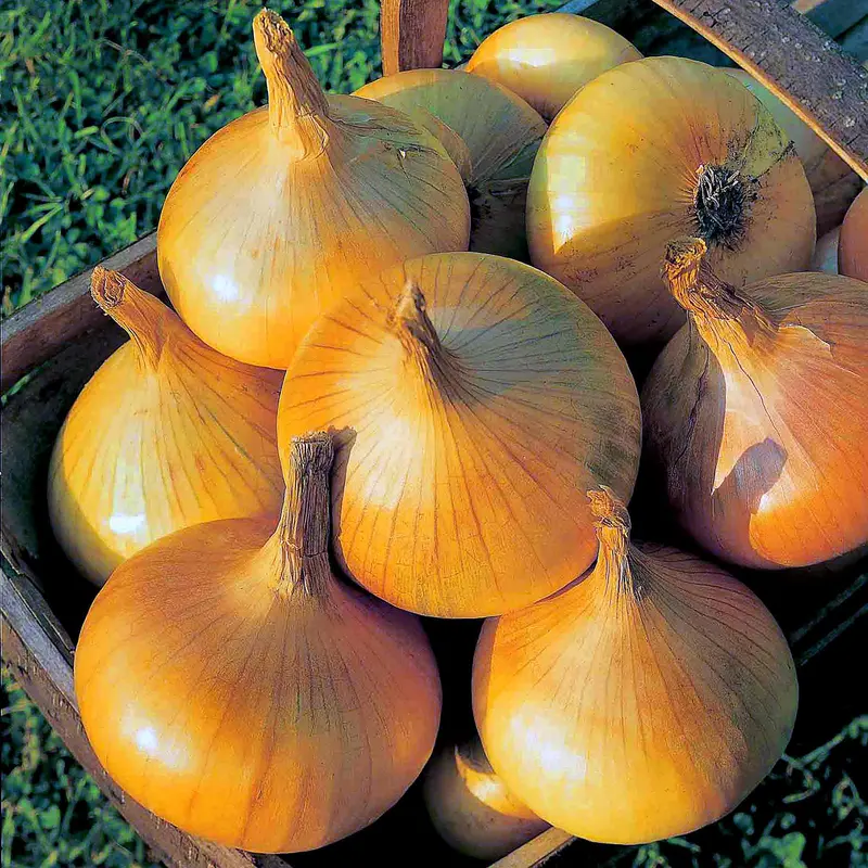 Heat-Prepared 'Senshyu Yellow' Onion Sets – Early Autumn Planting 1