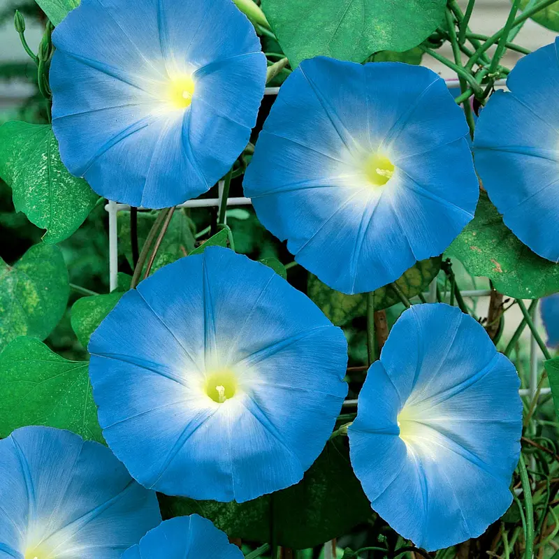 Heavenly Blue Morning Glory Seeds – Classic Twining Vine With Sky-Blue Blooms 1