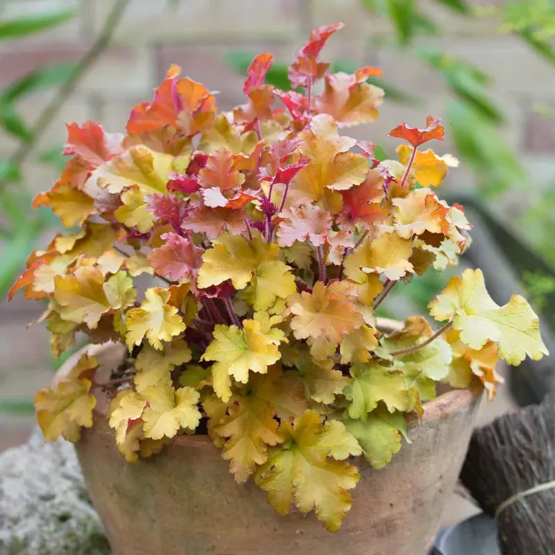 Heuchera Marmalade Coral Bells Plant 1