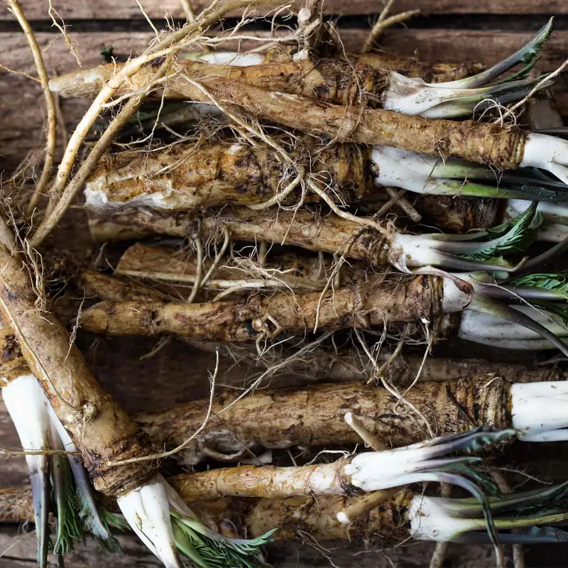 Horseradish Bare Root Plant – Traditional Pungent Perennial 1