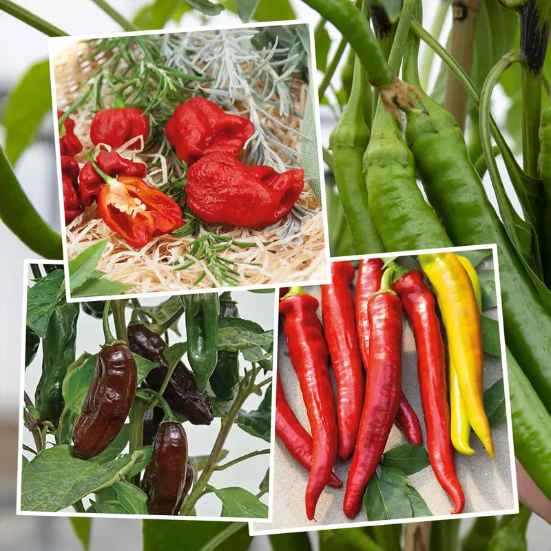 Hot, Mild & Smoky Chilli Pepper Seed Collection 1