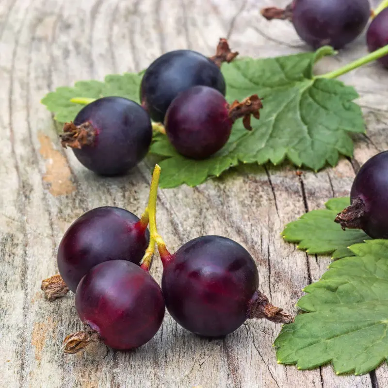Jostaberry Shrub – Hardy Berry Hybrid 1