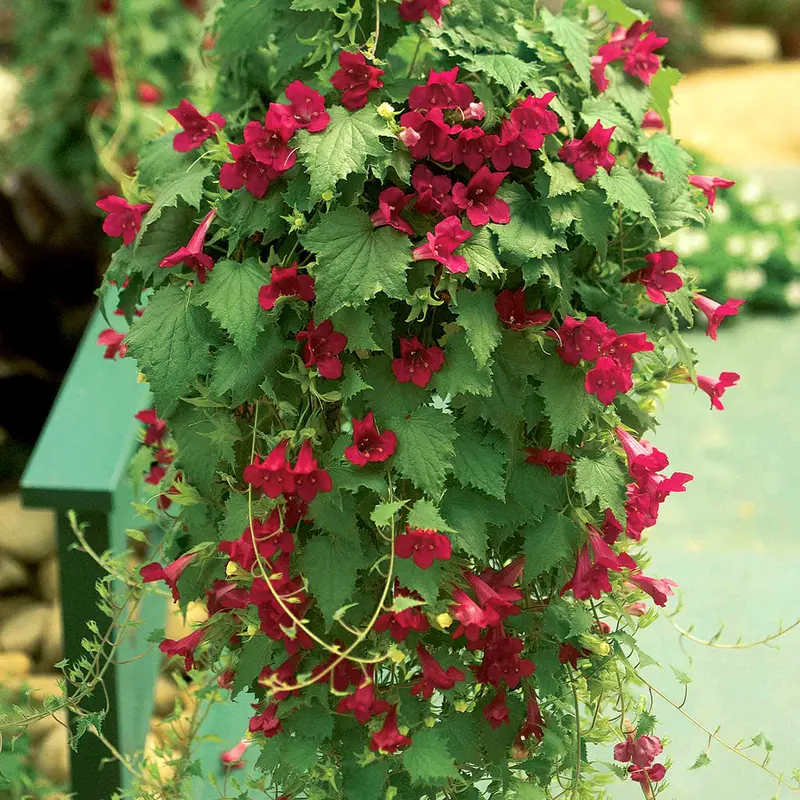 Lofos Wine Red Perennial Ornamental Plant 1