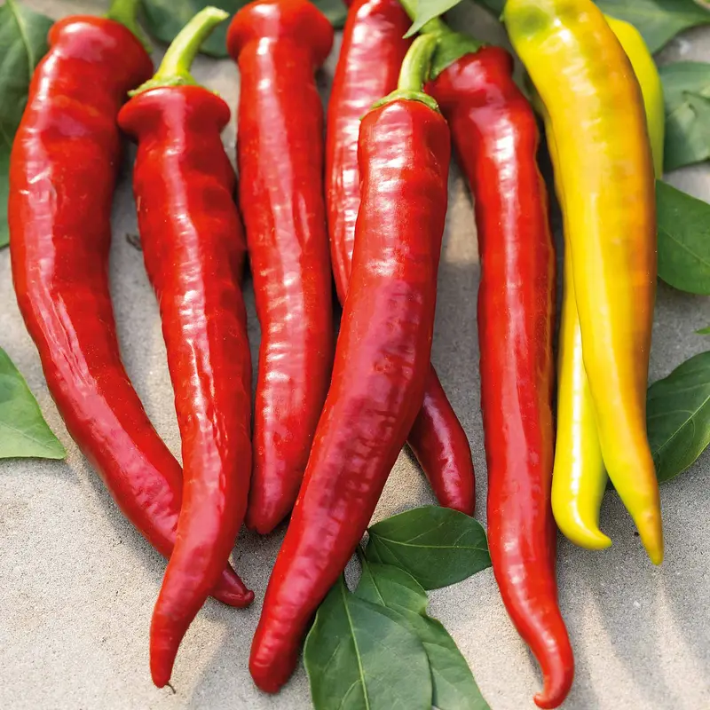 Long Horn Chilli Seeds 1
