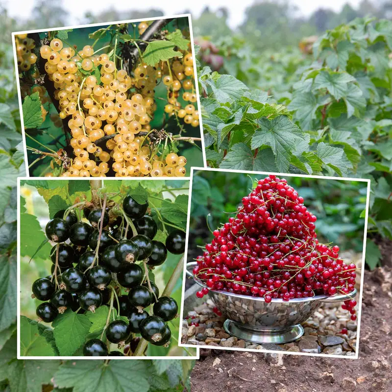 Mixed Currant Bush Variety Pack 1