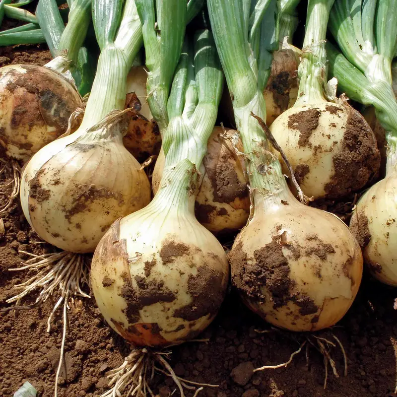 Onion 'Fasto' F1 Seeds – Early-Maturing, High-Yielding Bulbs 1